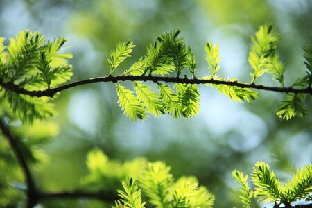 Fresh greenの写真素材