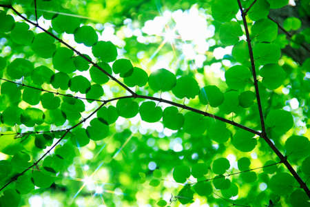 Fresh greenの写真素材