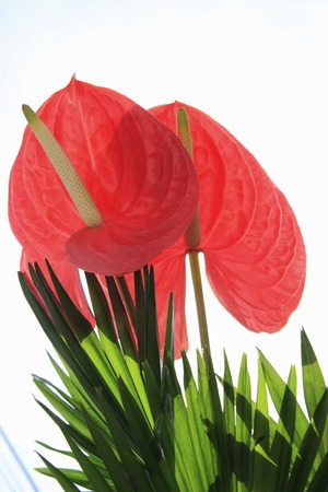 Anthuriumの写真素材