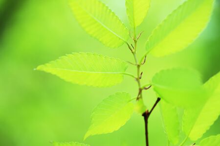 Fresh greenの写真素材