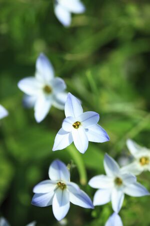 Chinese chive flowersの写真素材