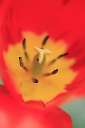 Tulipの写真素材