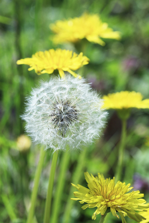 Dandelionの写真素材