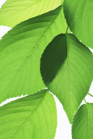 Fresh green
