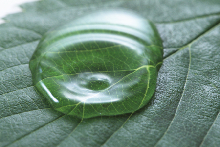 Fresh green and dropの写真素材