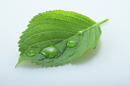 Fresh green and dropの写真素材