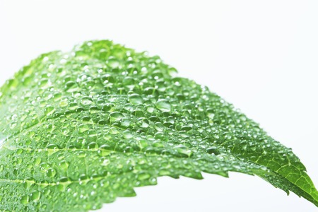 Fresh green and drop