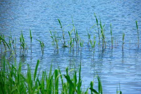 Fresh green reedの写真素材