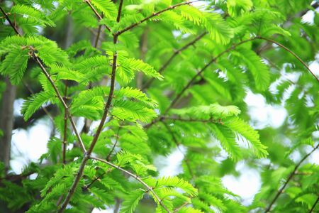 Fresh greenの写真素材