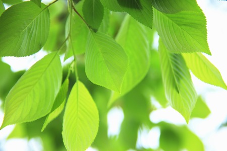 Fresh greenの写真素材