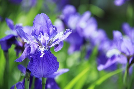 Ayameの写真素材