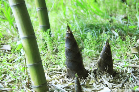 Bamboo shootsの写真素材