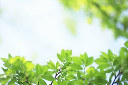 Fresh greenの写真素材