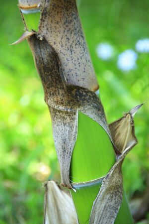Bamboo forestの写真素材