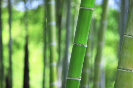 Bamboo forestの写真素材