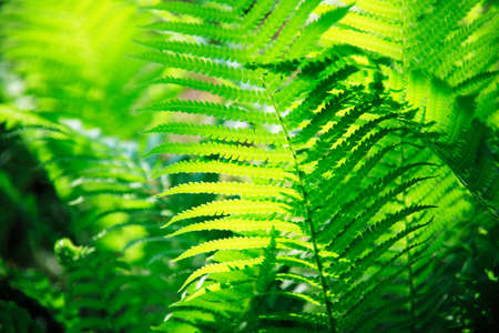 Fresh green fernの写真素材