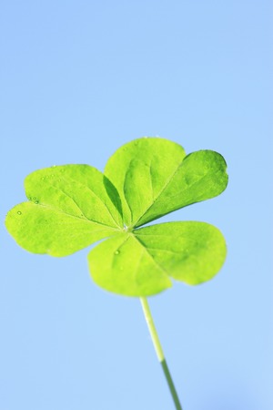 Trefoil