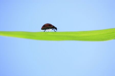 Ladybugの写真素材