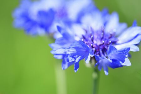 Cornflowerの写真素材