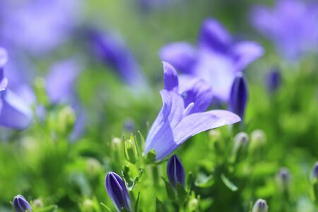 Spring flowersの写真素材