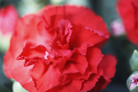 Carnation Redの写真素材