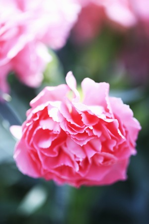 Carnation pinkの写真素材