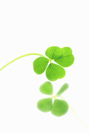 Clover leaf