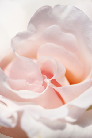 Roseの写真素材