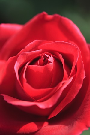 Roseの写真素材