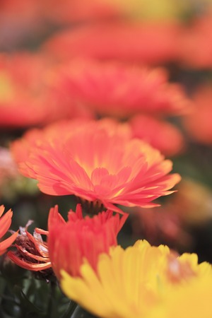 Gerberaの写真素材