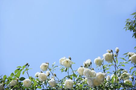 Rose whiteの写真素材