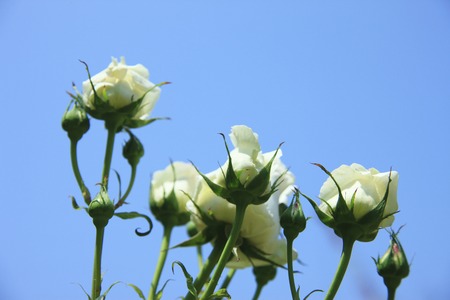 Rose whiteの写真素材