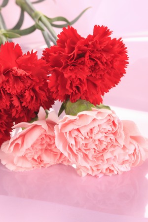 Carnationの写真素材