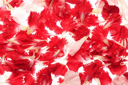 Carnation petalの写真素材