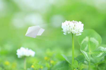 Paper airplane and Cloverの写真素材