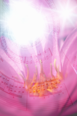 Music and water lilyの写真素材