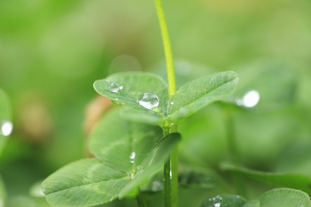 Water dropletsの写真素材