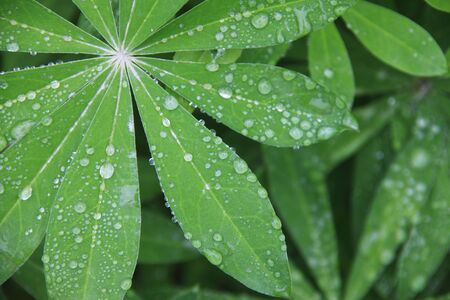 Leaves with water drops
