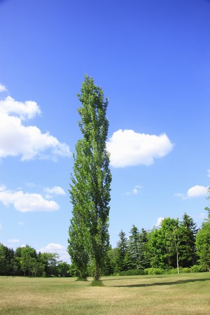 Grovesの写真素材