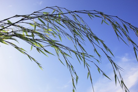 Tanabataの写真素材