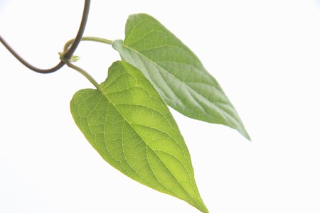 Fresh greenの写真素材