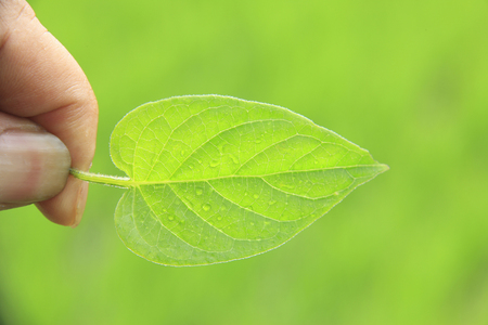 Fresh greenの写真素材