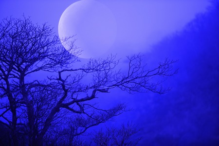 Moon and treesの写真素材