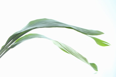 Varan the unbelievableの写真素材