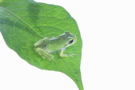 Frog 