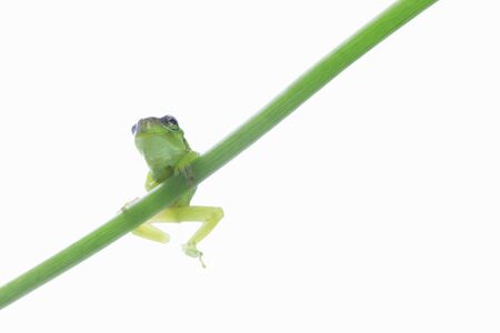 Frog の写真素材