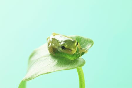 Frog の写真素材