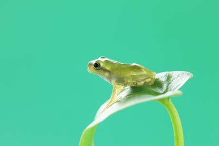 Frog の写真素材