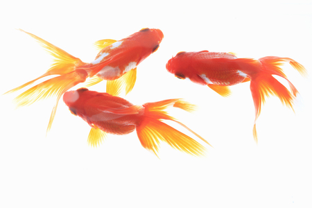 Goldfishの写真素材