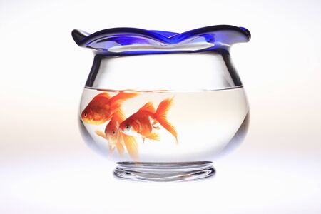 Goldfish Bowlの写真素材